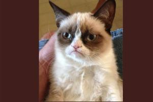 RIP Grumpy Cat: Twitter mourns death of internet's favourite cat