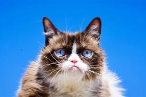 Internet legend Grumpy Cat passes away