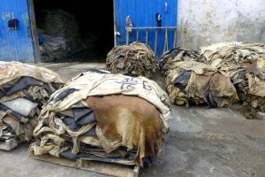 Months after Kumbh Mela ends, Tannery owners still waiting to reopen