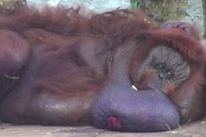 Binny, India's only orangutan, dies in Odisha Zoo