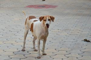 Mumbai Crime: Man booked for running over dog in Lokhandwala