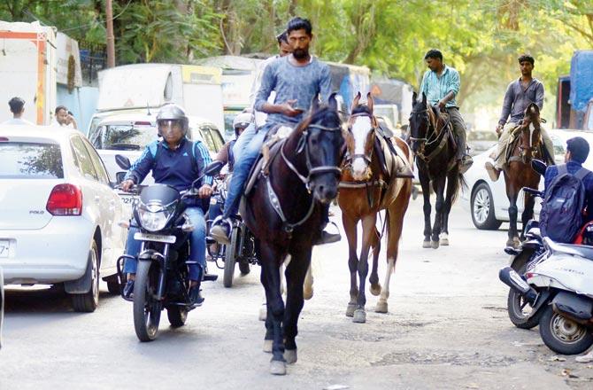 Horses hired for the shooting of the film Panipat cause a traffic jam after work ends for the day and they are taken back from Chitrakoot Ground to the stables in Goregaon East.