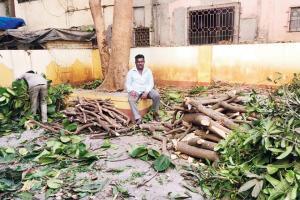 Mumbai: Charkop citizens protest BMC's tree 'trimming'