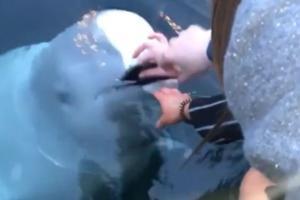 Watch video: Whale returning phone of woman fallen in sea goes viral