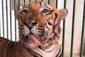 SGNP's star attraction Tiger Yash dies due to cancer