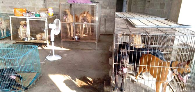 The cages in which MMRDA kept the dogs