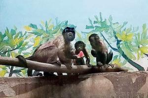 Chinese zoo's Kabir Singh 