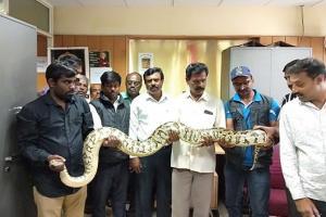 12-foot long python rescued from the compound of a house in Bengaluru