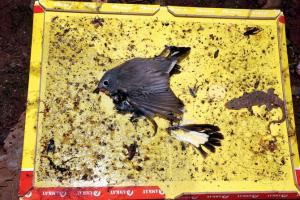Glue trap for mice almost kills rare migratory bird