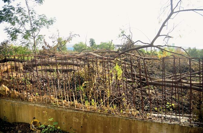 Trees felled for the Metro car-shed at Aarey in October this year. File pic
