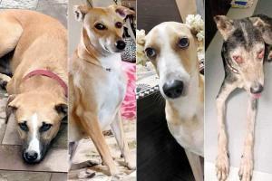 Mumbai: Owners on hunt for pet dogs missing since Diwali