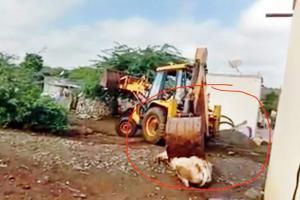 Pune: Villagers smash 'mad' bull to death with JCB