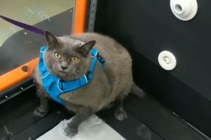 Watch video: This cat is a beacon of hope for those who hate to workout