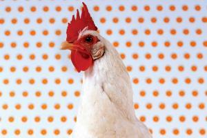 Truck carrying chickens crashes in Odisha, see what happened next