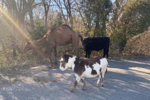 Photo of donkey, goat, camel wandering together amuses netizens