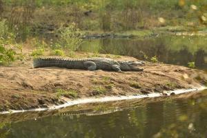 Boy rescues sister from crocodile in Philippines