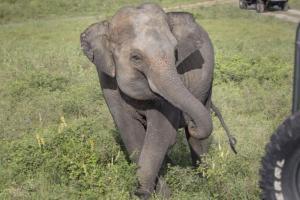 Elephant crosses an electric fence like a boss; Twitter erupts with joy