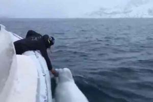 Man plays fetch with beluga whale in adorable video