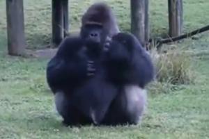 Gorilla uses sign language to tell onlookers not to give him any food