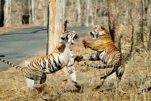 Anil Kumble mesmerised by tigress Maya at Tadoba Andhari National Park