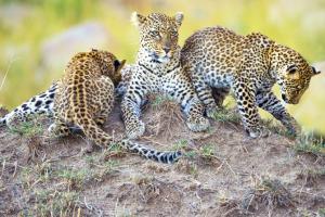 Three leopard cubs rescued from farm, reunited with mother