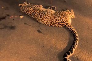 7-year-old leopard critically injured as speeding vehicle hits animal