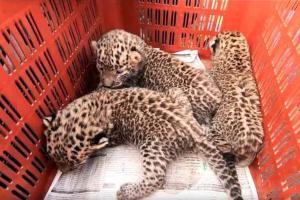 Three leopard cubs reunited with mother in Maharashtra