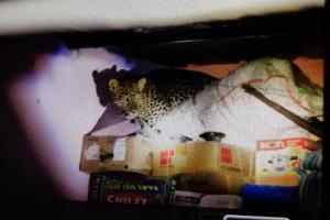 Leopard enters house while chasing dog, rescued after four hours