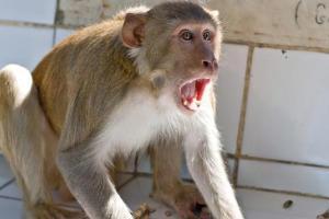 Over 827 monkey and cat-bite cases recorded in Pune in 9 months