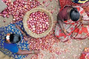 Onions worth Rs 22 lakh go missing in Madhya Pradesh
