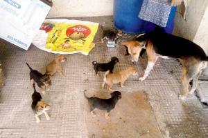 Days-old pups dumped in nullah, left to die in Nalasopara