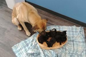 Stray dog saves abandoned kittens from cold Canada winter