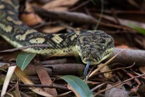 US woman found dead with python wrapped around neck 