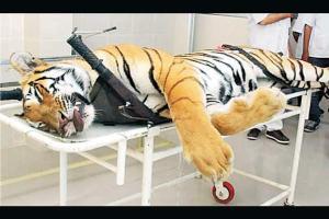 Mumbai: Murderous hunters won't tranquilise tigers anymore