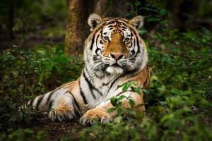 Tiger trapped after jumping 35 feet in Maharashtra, dies 