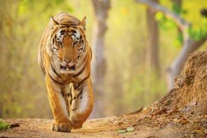 Tiger travels 200 km from Yavatmal, on prowl in Hingoli farms