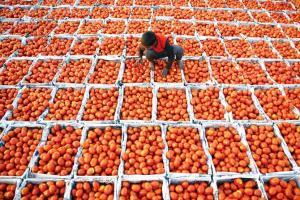 High food prices push retail inflation to 4.62 percent in October