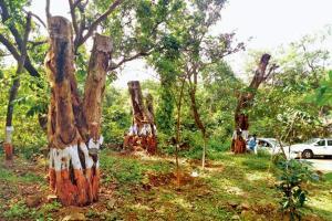 64 per cent trees transplanted for Metro construction at Aarey are dead