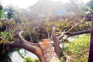 'Several trees still standing at Metro car shed site in Aarey'