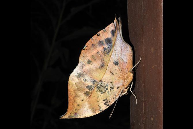 Blue Oakleaf (camouflage expert, mimics a dry leaf)