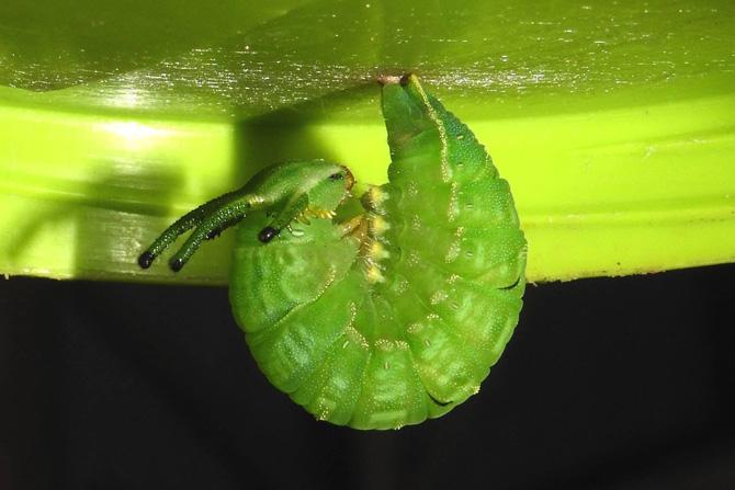 Anomalous Nawab caterpillar (getting ready to pupate)