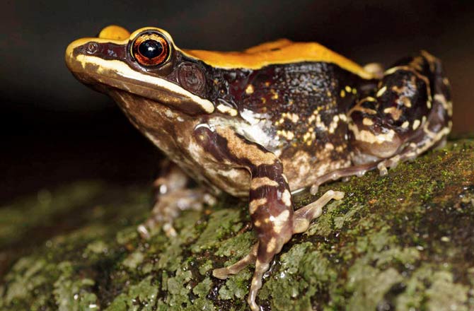 Of all the species found in the Western Ghats, fungoid frogs are the most colourful. They are medium-sized and found mainly in rice paddies. Here, they perform the important function of keeping the population of harmful bugs and insects in check.