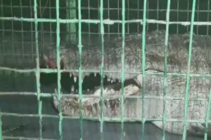 Eight-feet long crocodile rescued from Gujarat's Vadodara