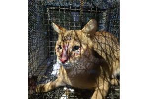 Indian Jungle Cat rescued from Dombivali; released into natural habitat