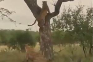 Leopard jumps for life after hyena makes attempt to pounce on it
