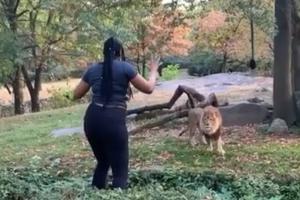 Woman climbs into zoo enclosure and taunts lion with funny gestures