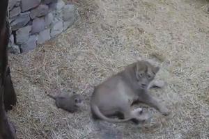 Hilarious! Lioness creeped out by baby cub; her reaction is pure gold