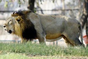 Bihar man jumps inside lion enclosure in Delhi zoo; escapes unhurt