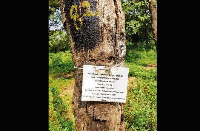 Papers stuck on the trees show the location from where they were uprooted along the Line 3 alignment. Pics/Ranjeet Jadhav