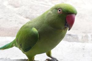 Uzbek national arrested from Delhi airport for smuggling parrots
